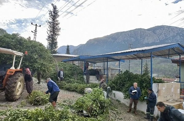 Köy halkı bayram etti! Avrupa ve Amerika'ya 300 ton gönderildi